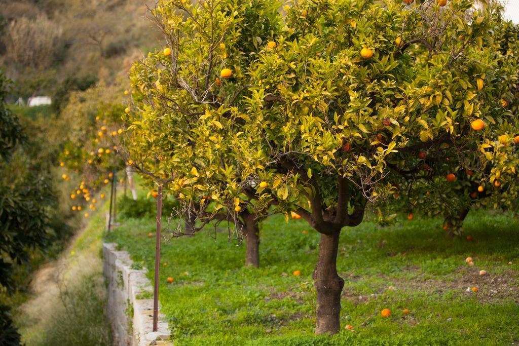 Holiday home Finca La Herradura La Herradura (Granada)